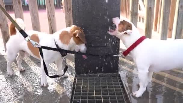 愛らしい犬ジャック ラッセル公共の飲料水ボウル噴水から面白い飲料水を脅かす 逃げ出す 積極的にフラッシュをキャッチ 怒りを取得します 街のビデオ映像で夏の渇き — ストック動画