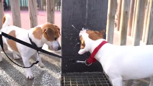愛らしい犬ジャック ラッセルは 公共の飲料水ボウル噴水から恐ろしい面白い飲料水を販売しています 積極的にジェットをキャッチし 怒ってください 街のビデオ映像で夏の渇き — ストック動画
