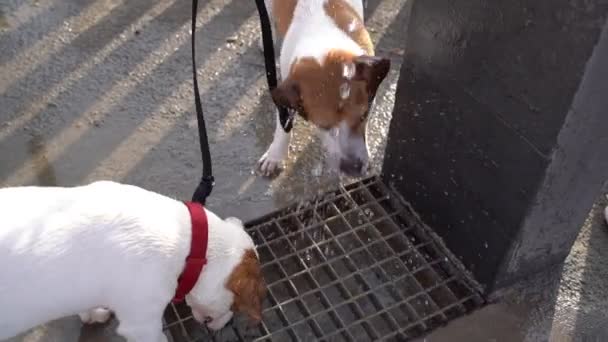 Lindos Perros Jack Russells Terriers Agua Potable Divertida Una Fuente — Vídeo de stock