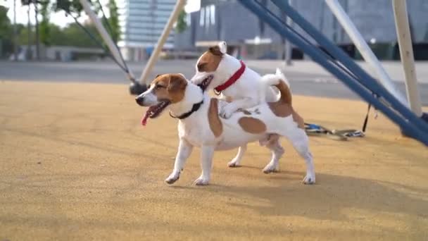 Tolerantie Thema Jongere Hond Kauwt Halsband Valt Oudere Aan Oudste — Stockvideo