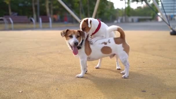 Anjing Yang Lebih Muda Mengunyah Kerah Dan Menyerang Yang Lebih — Stok Video