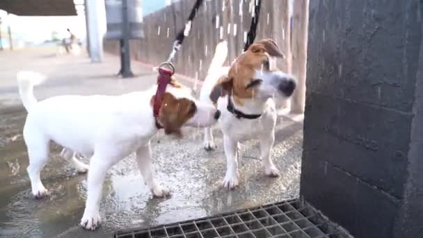 Två Hundar Jack Russell Terrier Roligt Dricksvatten Från Offentlig Dricksskål — Stockvideo