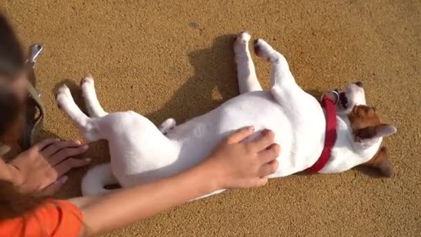 Roztomilý Malý Bílý Pes Jack Russell Teriér Ležící Hraní Rolls — Stock video