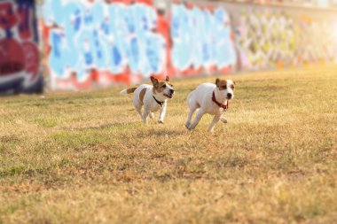 Aktif Köpekler koşuyor. Arka planda duvar yazısıyla oynayan iki arkadaş. Mutlu yaz havası, arkadaşlarla eğleniyor.