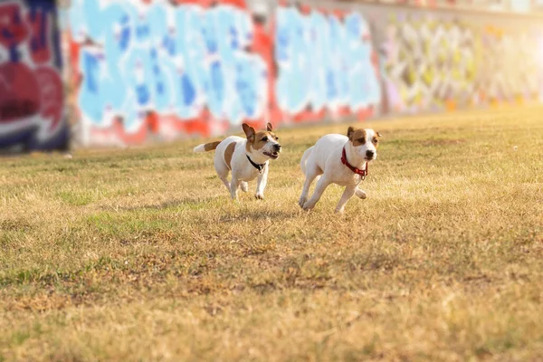 Active Dogs active running. Two friends playing outside with graffiti wall on background. Happy summer mood having fun with friends