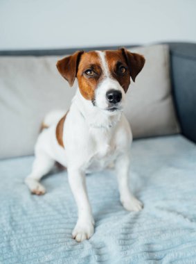 Livingroom 'daki mavi kanepede oturan sevimli genç köpek Jack Russell terrier. Dikey kompozisyon evcil hayvanlı modern ev