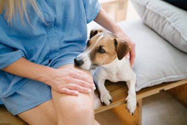 Köpek Jack Russell Terrier kafasını mavi şortlu sahibinin kucağına koydu. Birlikte eğlenmek rahatlatıcı. Kıskançlık ve koruma 