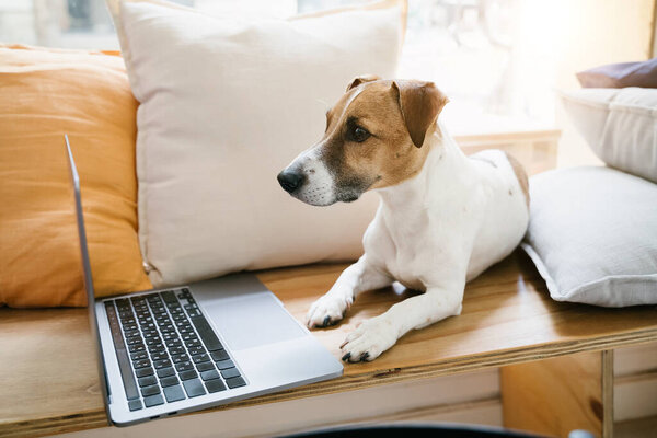 Adorable pet using laptop working remotely online. Lying on wooden bench near the window with orange and beige pillows. Sunny daylight
