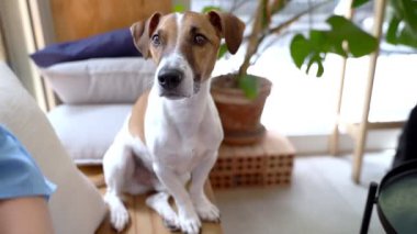 Köpek portresi kameraya bakıyor. Komik görünüşlü Jack Russell teriyeri köpek dostu hippi doğal köy tarzı kafede ahşap bankta oturuyor. Akıllı köpek gözleri. Video görüntüleri 