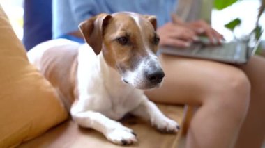 Şirin köpek Jack Russell Terrier bir kafede ahşap bir bankta duran kameraya bakıyor. Dizüstü bilgisayar kullanan mavi elbiseli genç bir köpek sahibi. Video görüntüleri