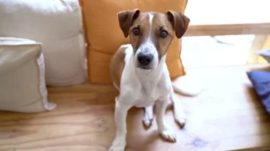 Sevimli köpek Jack Russell Terrier kameraya bakıyor ve başını eğiyor. Şirin, komik, gülümseyen bir ağızlık. Akıllı bakışlar. Saha görüntülerinin derinliği sığ. Parlak güneş doğal ışık. 