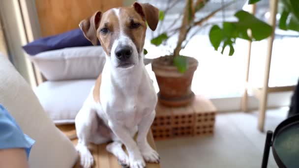 Πορτραίτο Σκύλου Κοιτάζοντας Την Κάμερα Αστεία Προσεκτική Αναζητούν Jack Russell — Αρχείο Βίντεο