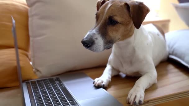 严重的狗使用笔记本电脑远程工作在网上 躺在靠窗的木制长椅上 有橙色和米黄色的枕头 日光录像镜头 — 图库视频影像