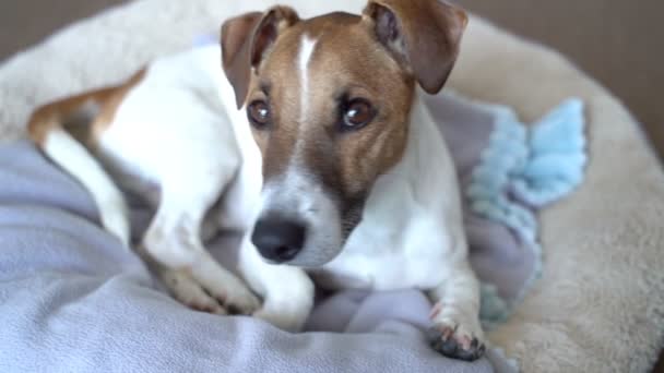 Rahat Köpek Rahat Bir Yatakta Uzanıp Kameraya Bakıyor Başını Eğip — Stok video