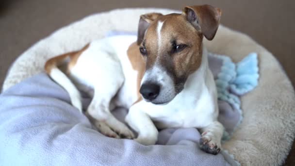 Αστείο Μικρό Σκυλί Που Βρίσκεται Στο Φως Άνετο Κρεβάτι Κοιτάζοντας — Αρχείο Βίντεο