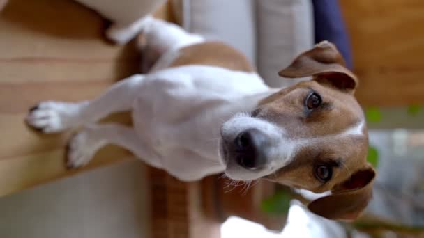 Imádnivaló Kutya Jack Russell Terrier Kamerába Néz Függőleges Videó Sekély — Stock videók