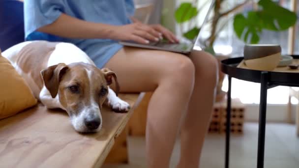 Unavený Unavený Pes Čeká Ospalý Dřevěné Lavičce Kavárně Majitel Psa — Stock video