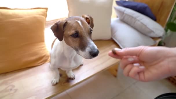 Niecierpliwy Pies Jack Russell Terrier Siedzi Drewnianej Ławce Przy Podświetleniu — Wideo stockowe