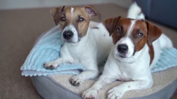 Twee Honden Een Ronde Hondenmand Kijken Aandachtig Uit Naar Een — Stockvideo