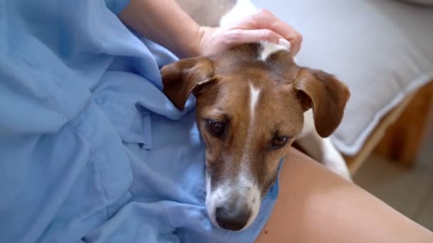 Hund Legte Seinen Kopf Auf Den Schoß Seiner Besitzerin Einem — Stockvideo