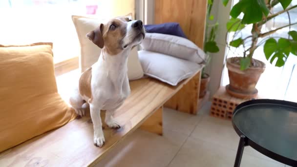 Pies Jack Russell Terrier Siedzi Drewnianej Ławce Przy Podświetleniu Okna — Wideo stockowe