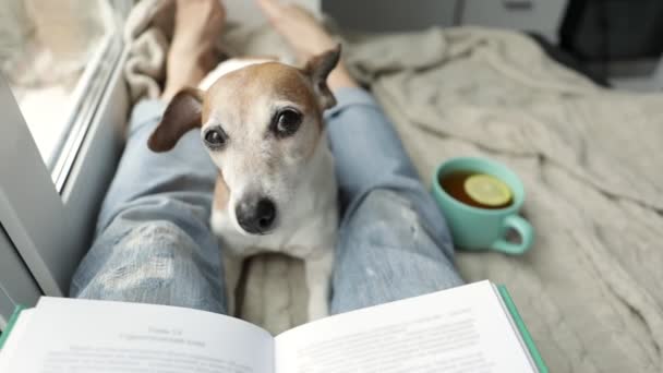 Home Читання Собакою Джек Рассел Тер Затишні Домашні Вихідні Цікавою — стокове відео