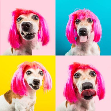 Angry small dog in pink wig on blue, yellow and pink background looking to the camera and making faces. Fashion pet with fancy silly hairstyle. Collage set multiple 4 photos  clipart