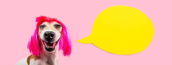 Счастливая Очаровательная Улыбающаяся Собака Розовом Парике Удовлетворенное Смеющимся Лицом Стоковое Фото