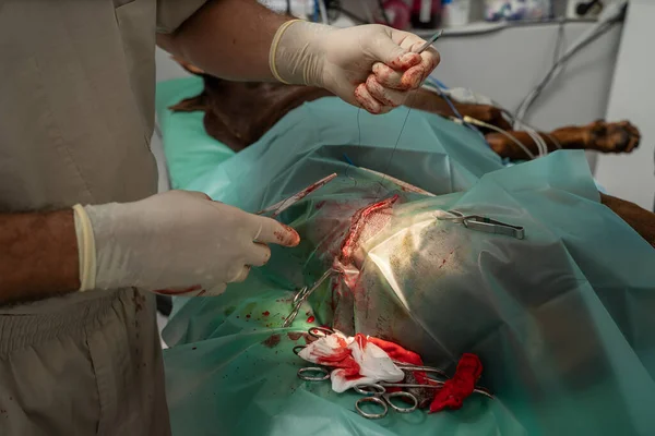 surgical suture in progress.  veterinary surgery. sewing up an incision on the body of the thigh of large dog. close up. sterile medical gloves of the surgeon in the blood. veterinary medicine theme