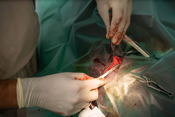 veterinary surgery. sewing up an incision on the body of the thigh of a large dog. surgical suture in progress. close up