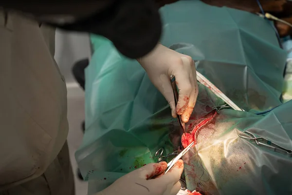 removal of a tumor on the thigh of a large dog. veterinary surgery.  close-up a surgeon in sterol gloves sews up an incision on the skin. surgical suture stitch. final part of  surgery in progress