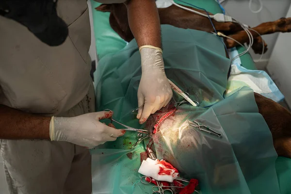 Cirurgia Veterinária Remoção Tumor Coxa Cão Grande Visão Superior Cirurgião — Fotografia de Stock