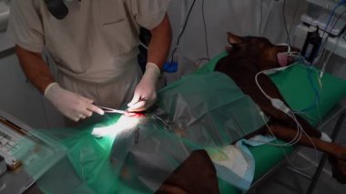 Köpek bacağı ameliyatı. Ameliyat masasında Dane 'i anestezi altında tutuyorlar. Cerrah veteriner yolda. Cerrah neşterle bir kesik atar. Video görüntüleri