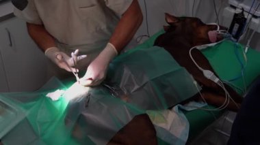 Cerrah veteriner ameliyat masasında Danua 'yı ameliyat ediyor. Ameliyathane Köpeğin uyluğundaki tümörün alınması için ameliyat yapılıyor. Köpek genel anestezi altında. Yukarıdan video görüntüleri