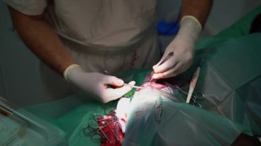 Cerrah veteriner ameliyat masasında Danua 'yı ameliyat ediyor. Köpeğin uyluğundaki tümörün alınması için ameliyat yapılıyor. Video görüntüleri
