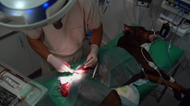 Veterinerlik ameliyatının videosu. Büyük bir köpeğin uyluğundaki kesiği dikmek için. Cerrahi dikiş atıldı. Steril eldivenlerle çalışan profesyonel bir el cerrahı.