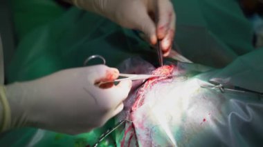 Veteriner cerrahisi video görüntüleri. Kesik atma işlemi sırasında cerrahi operasyon; bir köpeğin kesik derisini birbirine dikmek. Büyük bir köpeğin bacağındaki kesiği dikiyorum. 