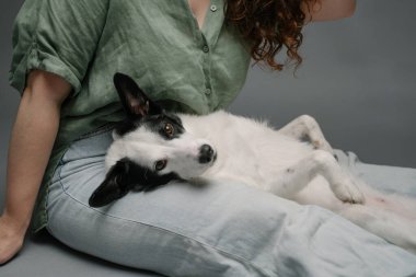 Kot pantolonlu bir kadının kucağında gevşemiş köpek suratı. Gri arka plan. Rahatlatıcı köpek portresi, dinlenen kameraya bakıyor.
