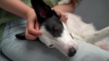 Uykulu şirin köpek, evcil kadının elini sevmekten zevk alıyor. Evcil hayvanla gevşeme zamanı. Video görüntülerini kapatın. Huzursuz köpek. Kucağında siyah ve beyaz bir köpekle yerde oturan bir kadın.