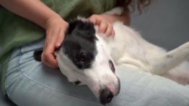 Serin, sevimli bir köpek, evcil bir kadının elinden hoşlanıyor. Evcil hayvanla gevşeme zamanı. Video görüntülerini kapatın. Huzursuz köpek. Kucağında siyah ve beyaz bir köpekle yerde oturan bir kadın.