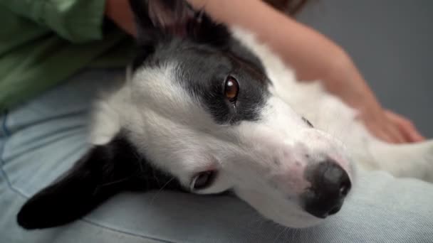 Zbliżenie Pies Cieszy Się Pieszczoty Zrelaksowany Zwierzak Twarz Kolanach Kobiety — Wideo stockowe