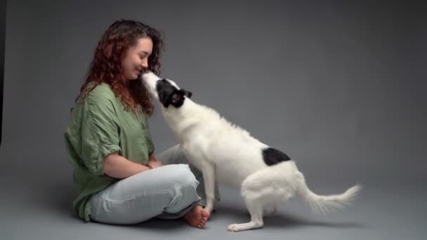 ジーンズとカーリーヘアの笑顔の女性は 犬にキスして回る指示に従うように頼みます アクティブな若い犬は喜びと喜びでパフォーマンスします 灰色の背景を持つ愛らしいスタジオビデオ映像 — ストック動画