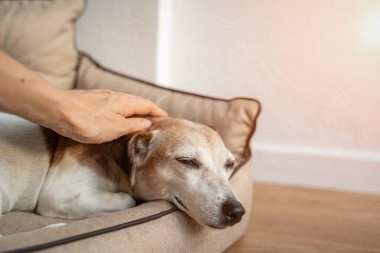 Kadın eliyle köpek okşama. Rahat, kapalı gözler. Yaşlı köpek gri ağızlık kapatın. Evcil hayvan ve mal sahibi bakımı ve güveni