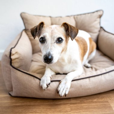 Köpek yatağında uzanmış kameraya bakan kocaman gözlü şirin bir köpek. Gün ışığı rahat evcil hayvan kanepesinde dinleniyor, kare kompozisyon