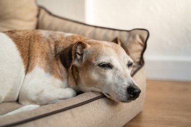 Yatakta uyuyan sevimli köpek suratlı. Rahatlatıcı köpek kestiriyor. Yaşlı köpek gri ağızlık Jack Russell terrier rahat köpek kanepesinde uyuyor. İyileşmesi zaman alıyor.