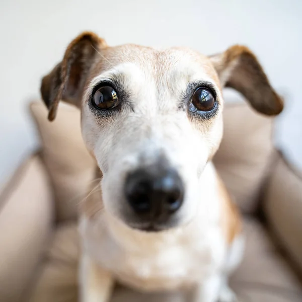 Surprised dog with big nose looking at camera. Jack Russell terrier elderly face with smile. Soft day light. Curious close up portrait square composition. Shadow deeps of field and wide angle