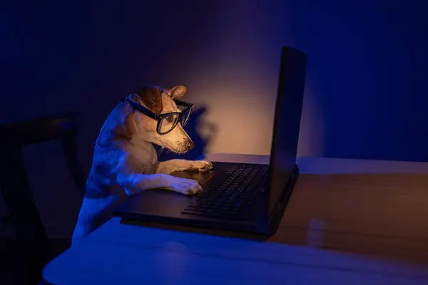 Adorable pet focused on a task at work nerd dog with glasses using computer laptop at night with teal orange light. Secret hacker programmer or addicted gamer
