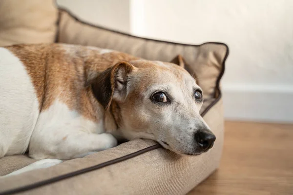 Adorable close up dog face dog looks at the camera suspiciously. Relaxing dog having nap. Napping elderly dog gray muzzle Jack Russell terrier on comfortable pet sofa. Curiously following