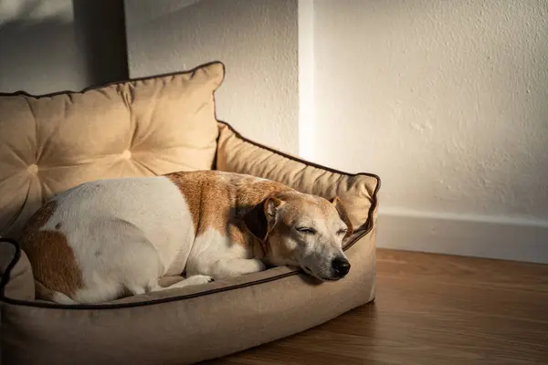 sleeping Adorable dog on sofa pet bed. Relaxing dog having nap in sunny afternoon light. Napping elderly dog gray muzzle Jack Russell terrier on comfortable dog sofa