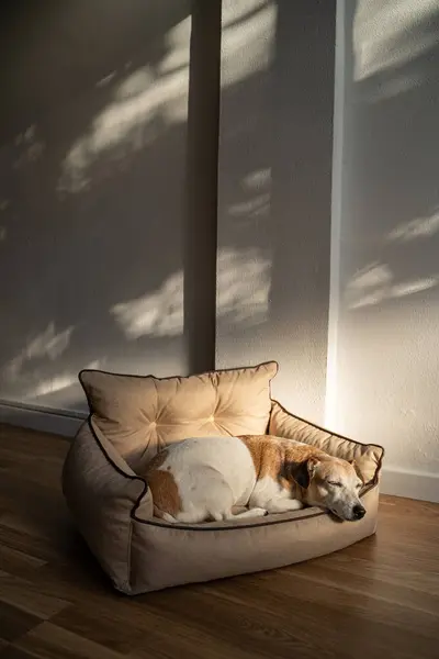 Adorable relaxed elderly dog Jack Russell terrier sleeping on the sofa in the sunbeam in Livingroom indoors. Vertical composition. cozy comfortable calm atmosphere of clean home with pet. shadows wall